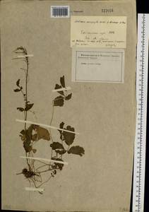 Cardamine macrophylla Willd., Siberia, Baikal & Transbaikal region (S4) (Russia)