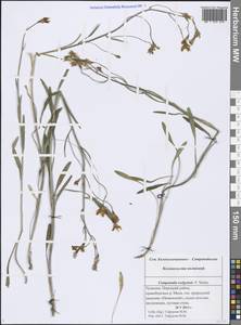 Campanula stevenii subsp. wolgensis (P.A.Smirn.) Fed., Eastern Europe, Middle Volga region (E8) (Russia)