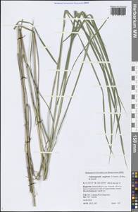 Achnatherum calamagrostis (L.) P.Beauv., Siberia, Baikal & Transbaikal region (S4) (Russia)