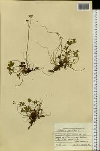 Sibbaldia procumbens L., Siberia, Western Siberia (S1) (Russia)