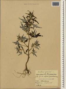 Xanthium spinosum L., Crimea (KRYM) (Russia)