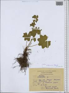 Alchemilla tichomirovii Czkalov, Eastern Europe, North-Western region (E2) (Russia)
