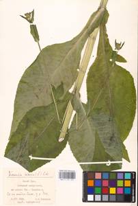 Knautia tatarica (L.) Szabó, Eastern Europe, Eastern region (E10) (Russia)