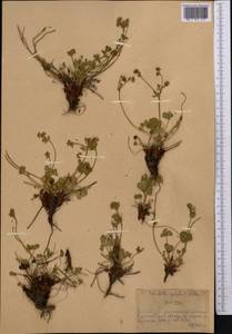 Potentilla crantzii subsp. gelida (C.A.Mey.) Soják, Middle Asia, Northern & Central Tian Shan (M4) (Kazakhstan)