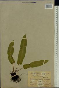 Asplenium scolopendrium subsp. scolopendrium, Eastern Europe, South Ukrainian region (E12) (Ukraine)