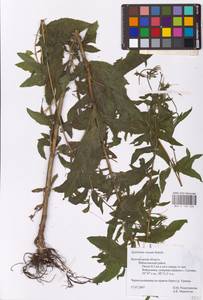 Epilobium roseum (Schreb.) Schreb., Eastern Europe, Central forest-and-steppe region (E6) (Russia)