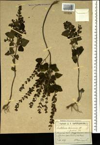 Scutellaria albida subsp. colchica (Rech.f.) J.R.Edm., Crimea (KRYM) (Russia)