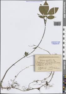 Euonymus verrucosus Scop., Siberia, Russian Far East (S6) (Russia)