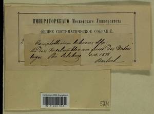 Homalothecium lutescens (Hedw.) H. Rob., Bryophytes, Bryophytes - Western Europe (BEu) (Austria)