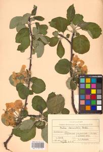 Malus domestica (Suckow) Borkh., Eastern Europe, Central forest-and-steppe region (E6) (Russia)