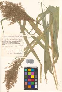 Phragmites australis (Cav.) Trin. ex Steud., Siberia, Russian Far East (S6) (Russia)