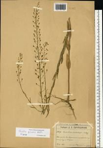 Camelina microcarpa subsp. pilosa (DC.) Jáv., Eastern Europe, Moscow region (E4a) (Russia)