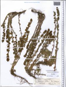 Artemisia macrocephala Jacquem. ex Besser, Middle Asia, Northern & Central Tian Shan (M4) (Kyrgyzstan)