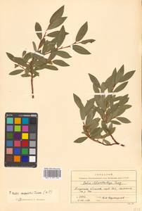 Salix saxatilis Turcz., Siberia, Russian Far East (S6) (Russia)