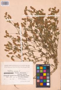 Trifolium arvense L., Eastern Europe, South Ukrainian region (E12) (Ukraine)