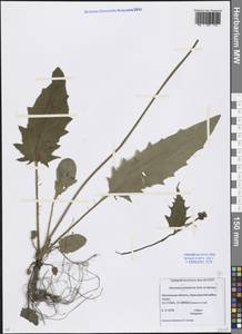 Hieracium, Eastern Europe, Moscow region (E4a) (Russia)