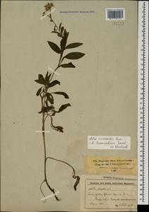Aster amellus subsp. bessarabicus (Bernh. ex Rchb.) Soó, Caucasus, Stavropol Krai, Karachay-Cherkessia & Kabardino-Balkaria (K1b) (Russia)