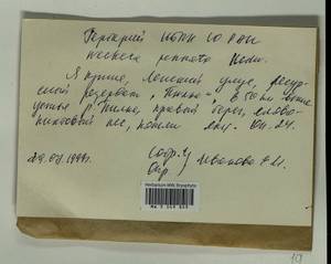 Neckera pennata Hedw., Bryophytes, Bryophytes - Yakutia (B19) (Russia)