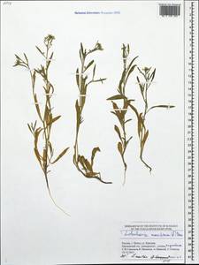 Lobularia maritima (L.) Desv., Eastern Europe, Middle Volga region (E8) (Russia)