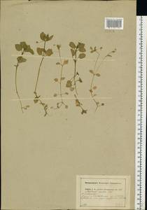 Stellaria media (L.) Vill., Eastern Europe, Central region (E4) (Russia)