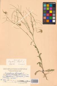 Sisymbrium loeselii L., Eastern Europe, Middle Volga region (E8) (Russia)