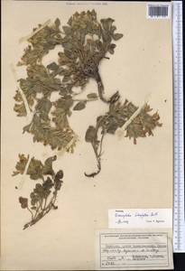 Dracocephalum heterophyllum Benth., Middle Asia, Northern & Central Tian Shan (M4) (Kyrgyzstan)