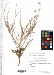 Raphanus raphanistrum L., Eastern Europe, Middle Volga region (E8) (Russia)
