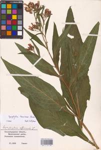 Symphytum tanaicense Steven, Eastern Europe, Lower Volga region (E9) (Russia)