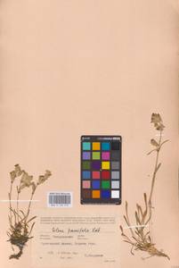 Silene chamarensis Turcz., Eastern Europe, Eastern region (E10) (Russia)