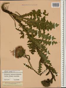 Carduus nutans, Caucasus, Stavropol Krai, Karachay-Cherkessia & Kabardino-Balkaria (K1b) (Russia)