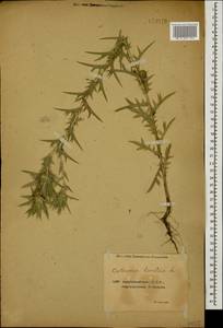 Carthamus lanatus L., Caucasus, Azerbaijan (K6) (Azerbaijan)