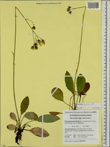 Hieracium savonicum Norrl., Eastern Europe, Northern region (E1) (Russia)