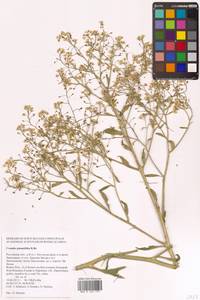 Crambe pinnatifida W.T.Aiton, Eastern Europe, Rostov Oblast (E12a) (Russia)