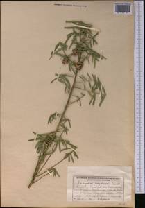 Euonymus nanus M. Bieb., Middle Asia, Western Tian Shan & Karatau (M3) (Kyrgyzstan)