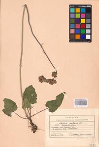 MHA 0 156 246, Salvia nutans L., Eastern Europe, North Ukrainian region (E11) (Ukraine)