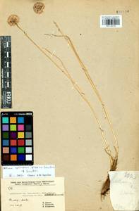 Allium splendens Willd. ex Schult. & Schult.f., Siberia, Baikal & Transbaikal region (S4) (Russia)