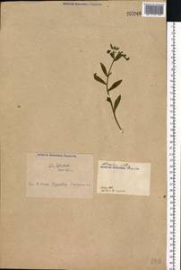 Erigeron annuus (L.) Pers., Eastern Europe, North Ukrainian region (E11) (Ukraine)