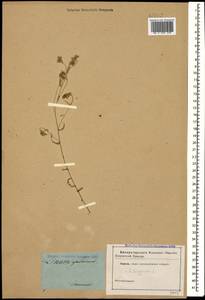 Linum trigynum L., Caucasus (no precise locality) (K0)