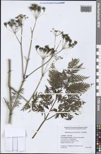 Anthriscus sylvestris (L.) Hoffm., Eastern Europe, Central region (E4) (Russia)