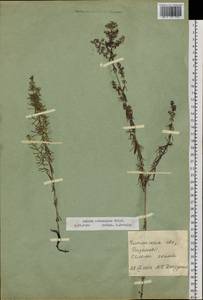 Galium verum subsp. verum, Siberia, Baikal & Transbaikal region (S4) (Russia)