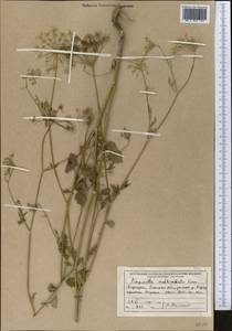 Pimpinella peregrina L., Middle Asia, Western Tian Shan & Karatau (M3) (Kyrgyzstan)