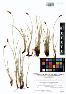 Carex argunensis Turcz. ex Trevir., Siberia, Baikal & Transbaikal region (S4) (Russia)