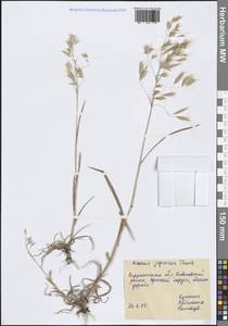 Bromus japonicus Houtt., Eastern Europe, Central forest-and-steppe region (E6) (Russia)