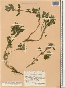 Marrubium plumosum C.A.Mey., Caucasus, Dagestan (K2) (Russia)