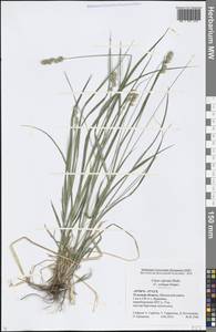 Carex spicata subsp. spicata, Eastern Europe, Central region (E4) (Russia)