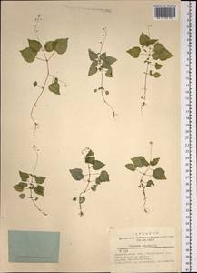 Circaea alpina L., Siberia, Western Siberia (S1) (Russia)