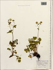 Potentilla elatior Willd. ex Schltdl., Caucasus, Krasnodar Krai & Adygea (K1a) (Russia)