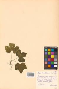 Rubus humulifolius C. A. Mey., Siberia, Russian Far East (S6) (Russia)