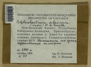 Polytrichastrum alpinum (Hedw.) G.L. Sm., Bryophytes, Bryophytes - North Caucasus & Ciscaucasia (B12) (Russia)
