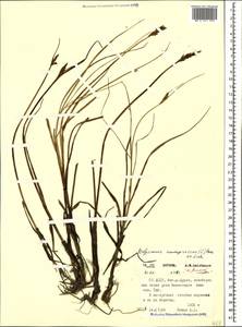 Blysmus compressus (L.) Panz. ex Link, Caucasus, North Ossetia, Ingushetia & Chechnya (K1c) (Russia)